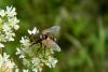 Tachina magnicornis